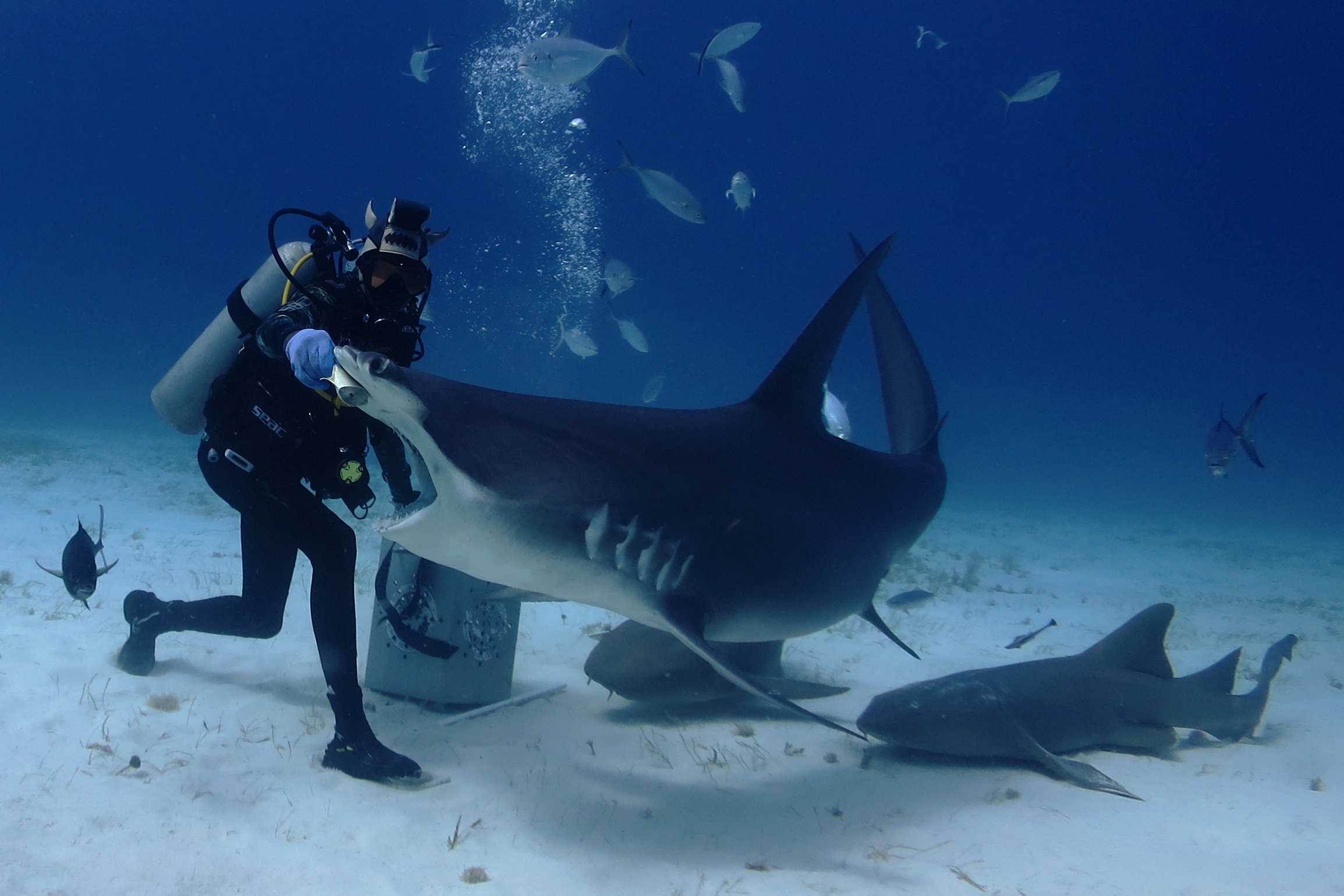 scuba dive with hammerheads in the Bahamas