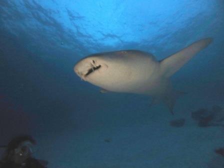 night diving maldives liveaboard