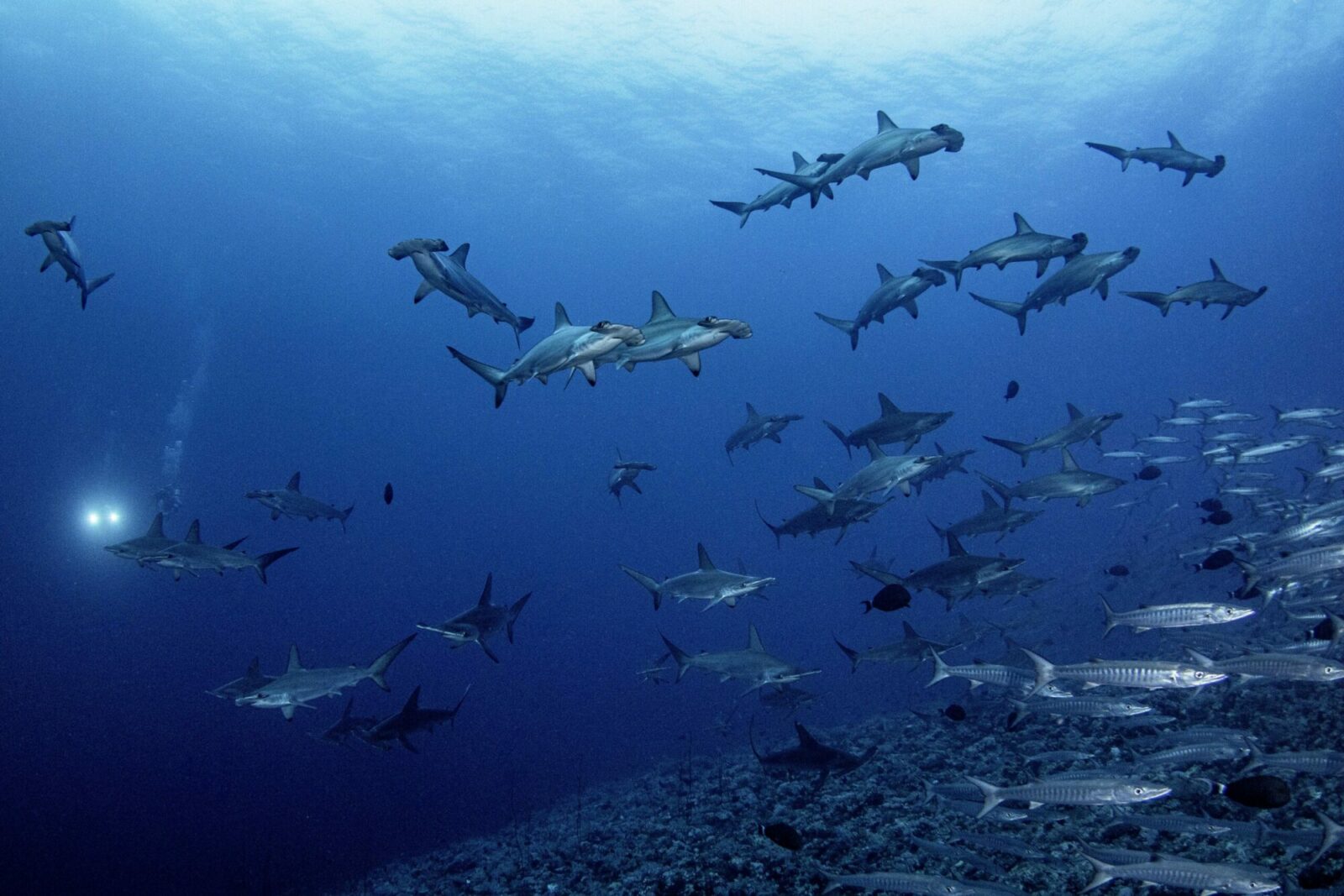 farasan banks diving holiday saudi arabia