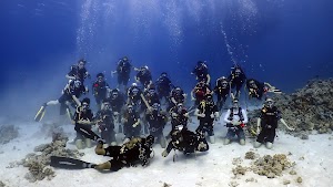 Oyster Diving