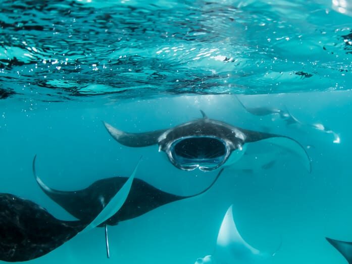 manta rays